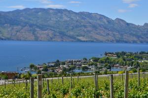 a vineyard with a view of the water and mountains at Bella Luna Bed and Breakfast in West Kelowna