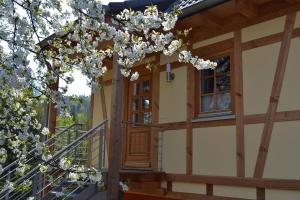 um edifício com uma árvore com flores brancas em Ferienwohnung Brox em Sebnitz