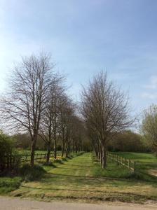 a tree lined road with a fence and trees at Waldegrave farm in Hartest