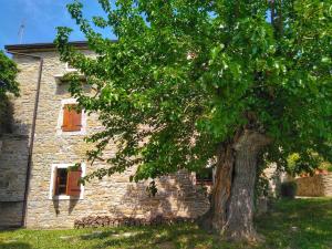 a large tree in front of a stone house at al Merlo Olivo, rural istrian house in Buje