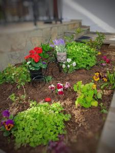 A garden outside Stavrini's House