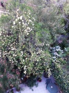 - une vue sur le jardin fleuri dans l'établissement B&B Il Bambù, à Putignano