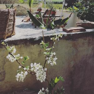 a plant with white flowers on the side of a wall at Maison d'Anvers in Valréas