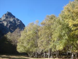 a group of trees with a mountain in the background at O Sótão do Mé-Mé in Manteigas