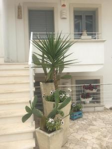 a palm tree in a pot in front of a building at Le Terrazze in Otranto