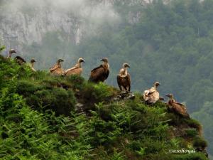 a bunch of birds sitting on top of a hill at La Posada de Cucayo in Dobres