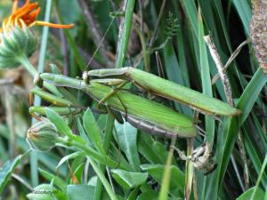 a large green praying mantis on a plant at La Posada de Cucayo in Dobres