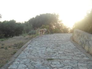 Fotografia z galérie ubytovania Villa Tsapoula v destinácii Mousata
