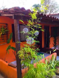 una planta frente a una casa en Flat aluguel Abraão 2,Ilha Grande, en Abraão