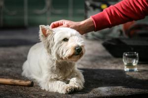 Husdjur som bor med gäster på Ośrodek Wypoczynkowy CHAMPION