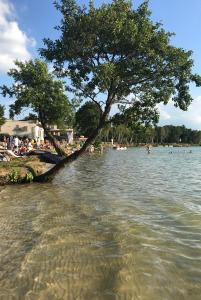 a tree sitting in the water next to a beach at okuninkapokoje in Okuninka +17 photos