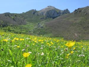 a field of flowers with mountains in the background at La Posada de Cucayo in Dobres