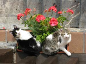 two cats sitting next to a vase of flowers at La Posada de Cucayo in Dobres
