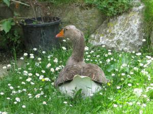 a duck sitting in the grass with flowers at La Posada de Cucayo in Dobres