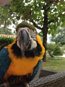 Animales en el bed & breakfast o alrededores