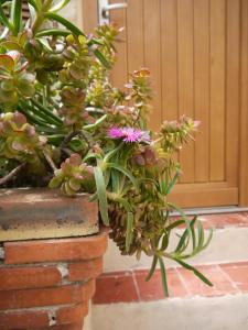 a bunch of plants sitting on a brick pillar at Vieille Ville 2 - La Petite Maison à Safranier, 2 bedrooms, max 4 adults and 2 kids in Antibes