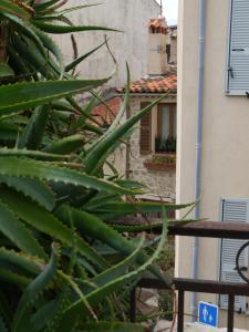 a green plant in front of a building at Vieille Ville 2 - La Petite Maison à Safranier, 2 bedrooms, max 4 adults and 2 kids in Antibes