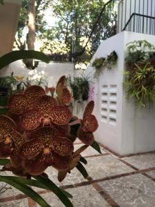 a bunch of flowers in front of a white house at Estudio coquero en zona Residencial in Santo Domingo