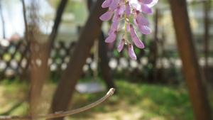 une fleur violette est suspendue à un arbre dans l'établissement Hotel Morfeas, à Platamonas