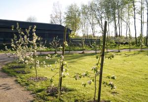 a group of trees in a field of grass at Schleusenhof Ferienwohnung in Spieka-Neufeld