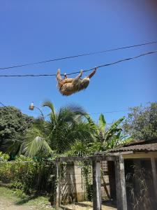 Fotografie z fotogalerie ubytování Secret Garden v destinaci Cahuita