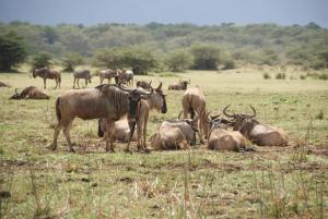 a herd of animals laying down in a field at Migombani Camp in Mto wa Mbu