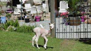 Altri animali domestici presso il bed & breakfast o nei dintorni