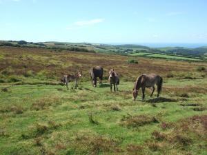 a group of horses grazing in a grassy field at Coombe Farm in Lynton