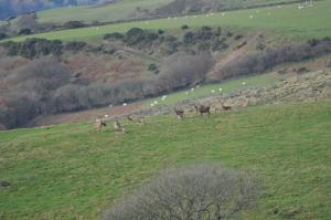 Gallery image of Coombe Farm in Lynton