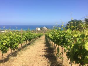 Fotografie z fotogalerie ubytování Agriturismo biologico 'A Lanterna v destinaci Marina di Monasterace