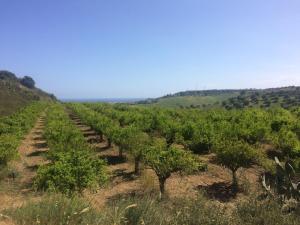 Fotografie z fotogalerie ubytování Agriturismo biologico 'A Lanterna v destinaci Marina di Monasterace
