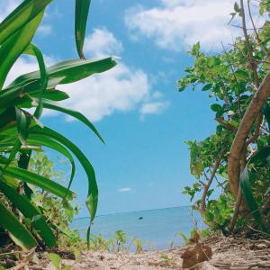 Ein Strand mit Bäumen und dem Meer im Hintergrund in der Unterkunft YOISAMA Sunrise Beach House in Ishigaki-jima + 32 Fotos