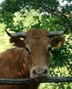 a brown and white cow standing next to a tree at Agriturismo Foglie in Gubbio