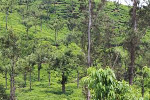 Fotografie z fotogalerie ubytování Rustling River Resort v destinaci Ooty