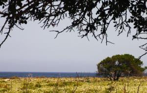 un albero in un campo con l'oceano sullo sfondo di TONNARA84 a San Vito lo Capo