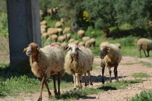 Άλλα ζώα σε αυτό το ξενοδοχείο ή στη γύρω περιοχή
