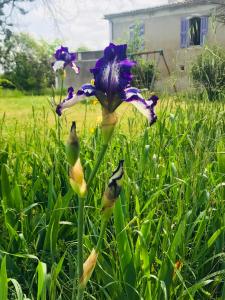 Φωτογραφία από το άλμπουμ του Domaine Mas Pigné σε Sauve +78 φωτογραφίες