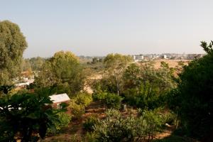 a group of trees and bushes in a field at Bait Bagiva in Bet ‘Oved