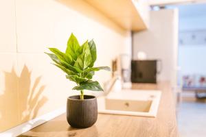 a plant sitting on a table in a room at Apartament Maria in Alba Iulia