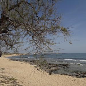 a tree on a sandy beach near the ocean at B&B Letizia in Marina di Lizzano