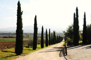 una fila de cipreses en un camino de tierra en Le More E I Gelsomini en Villastrada