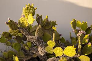 a group of cacti with yellow and green at Nanakis Beach Apartments in Stavros