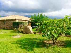 an apple tree in front of a house at Clos Simoni in Figari