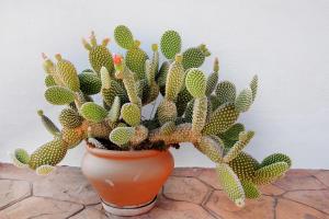 Zdjęcie z galerii obiektu Cortijo Luque w mieście Nerja