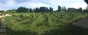 een rij wijnstokken in een veld naast een weg bij Safranière des Sorgues in Le Thor
