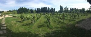 une rangée de vignes dans un champ à côté d'une route dans l'établissement Safranière des Sorgues, au Thor