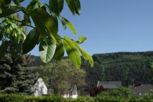 ein Ast mit grünen Blättern im Vordergrund in der Unterkunft Ferienwohnungen Christina in Traben-Trarbach