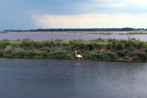 a bird standing in the middle of a body of water at Studio 237 Port Camargue, Piscine, Climatisation, 2 personnes in Le Grau-du-Roi