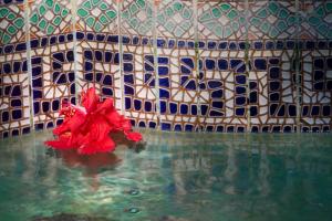 a red flower in the water in a swimming pool at The Gardens Hotel in Key West