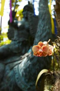 a pink flower sitting on the side of a tree at The Gardens Hotel in Key West